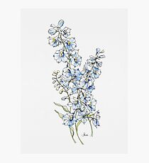 Lámina fotográfica Flores azules del delfinio