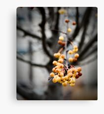 Firethorn Canvas Print