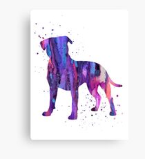 American Pit Bull Terrier, Pit Bull, Pit Bull terrier Canvas Print