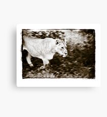 Panthera leo Canvas Print