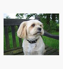 Max at Ickworth Park Photographic Print