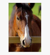 Casper Photographic Print