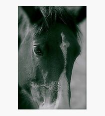 Casper b&w Photographic Print