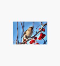 Bohemian Waxwing Art Board