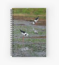 Black-winged Stilt 5 Spiral Notebook