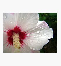 Drops Photographic Print