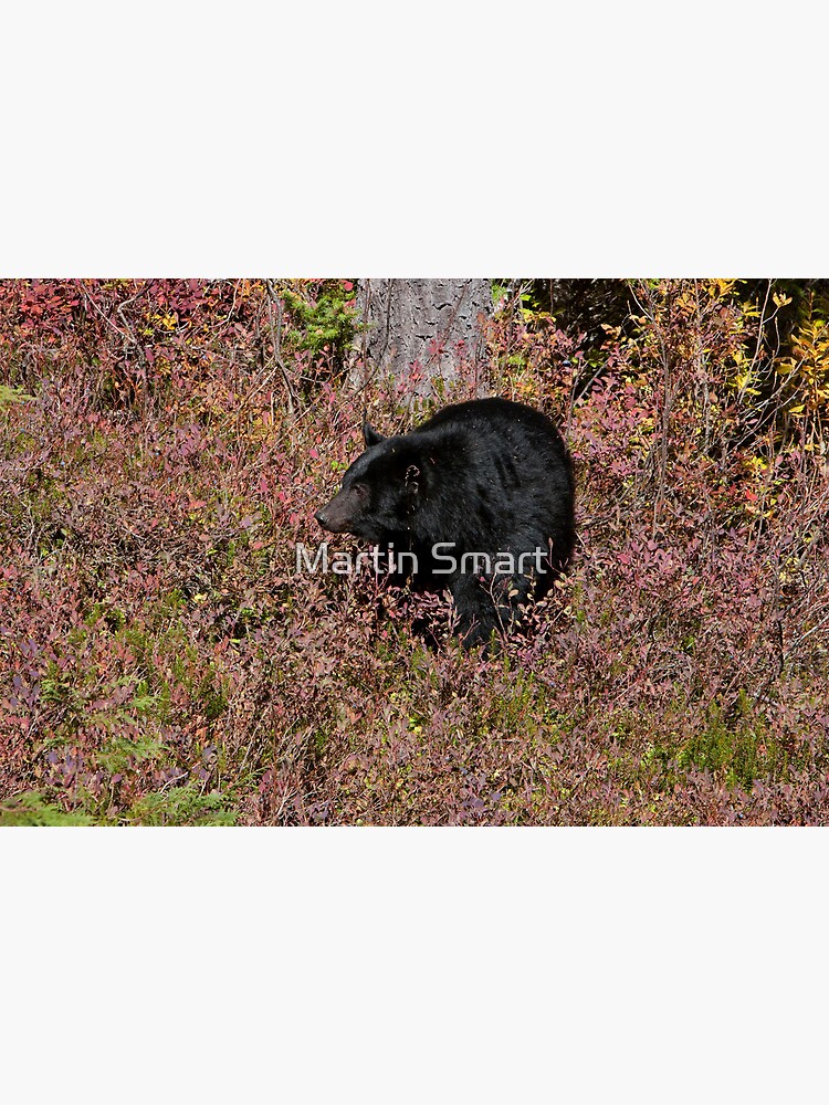Black Bear on the Forbidden Plateau by MartinSmart