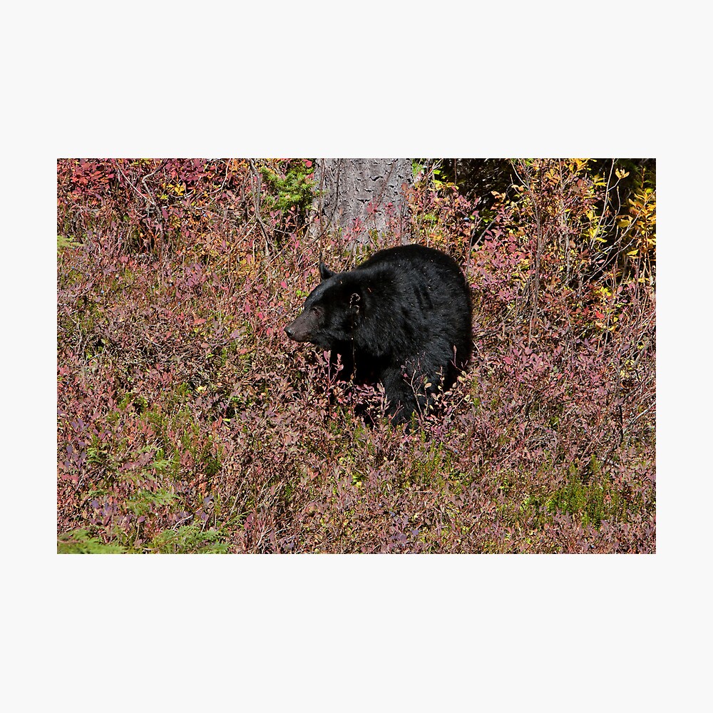 Black Bear on the Forbidden Plateau Photographic Print