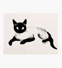 Lámina fotográfica Gato siames