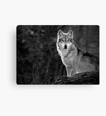 Lone Wolf Canvas Print