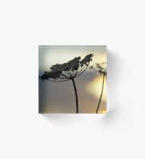 Seedhead in silhouette Acrylic Block