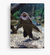 Give Me A Kiss ~ Plecostomus, or Algae eaters Canvas Print