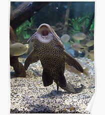 Give Me A Kiss ~ Plecostomus, or Algae eaters Poster