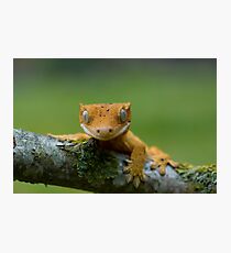 Young crested gecko Photographic Print