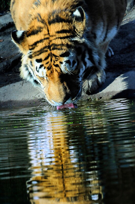Cat Reflection Tiger: Gifts & Merchandise | Redbubble