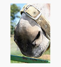 By A Nose Photographic Print