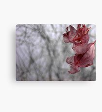 Dry flower 10 Canvas Print
