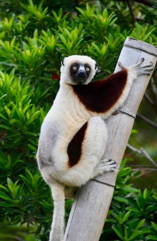 sifaka lemur stuffed animal