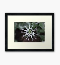 Cats Wiskers Framed Print