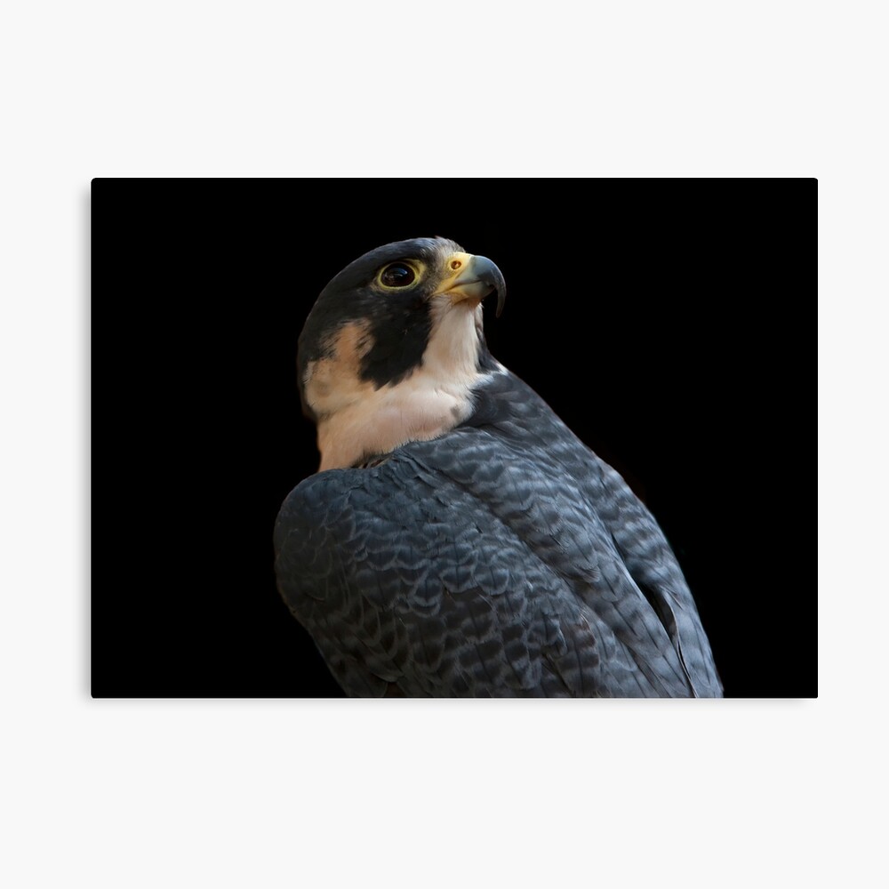Peregrine Canvas Print