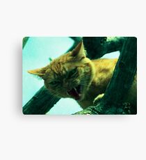 oi cranky cat Canvas Print