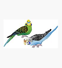 Two budgies Photographic Print