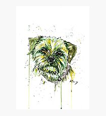Border Terrier Photographic Print