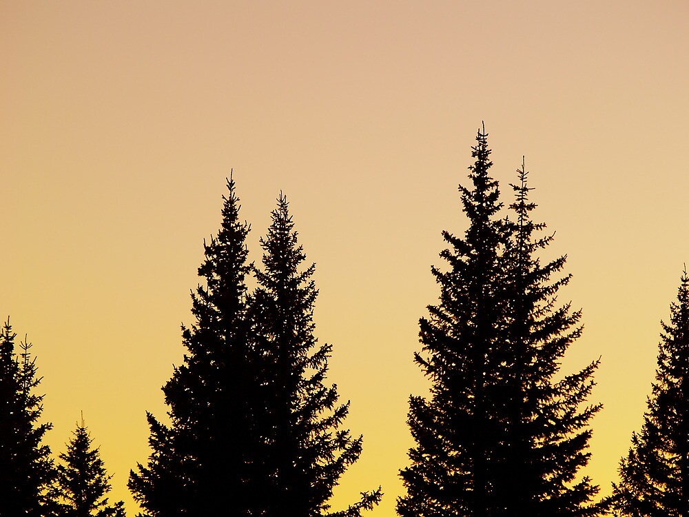 "Spruce Silhouette " by dmottler | Redbubble