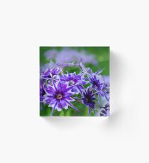 Phlox Popstar Acrylic Block