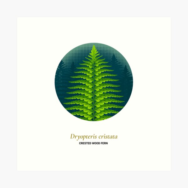 The Circles of Life: Crested Wood Fern Art Print