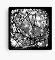 The Chocolate Vine Through The Viewfinder (TTV) Canvas Print