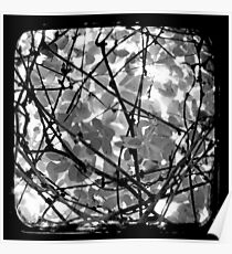 The Chocolate Vine Through The Viewfinder (TTV) Poster