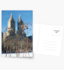 Central Park frozen pond Postcards