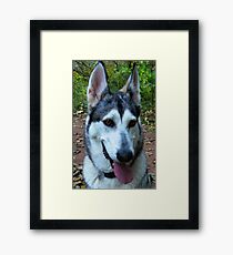Timber Wolf Framed Print