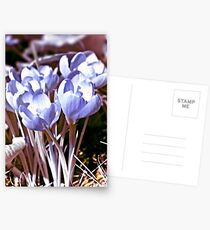 Crocus Infrared Postcards
