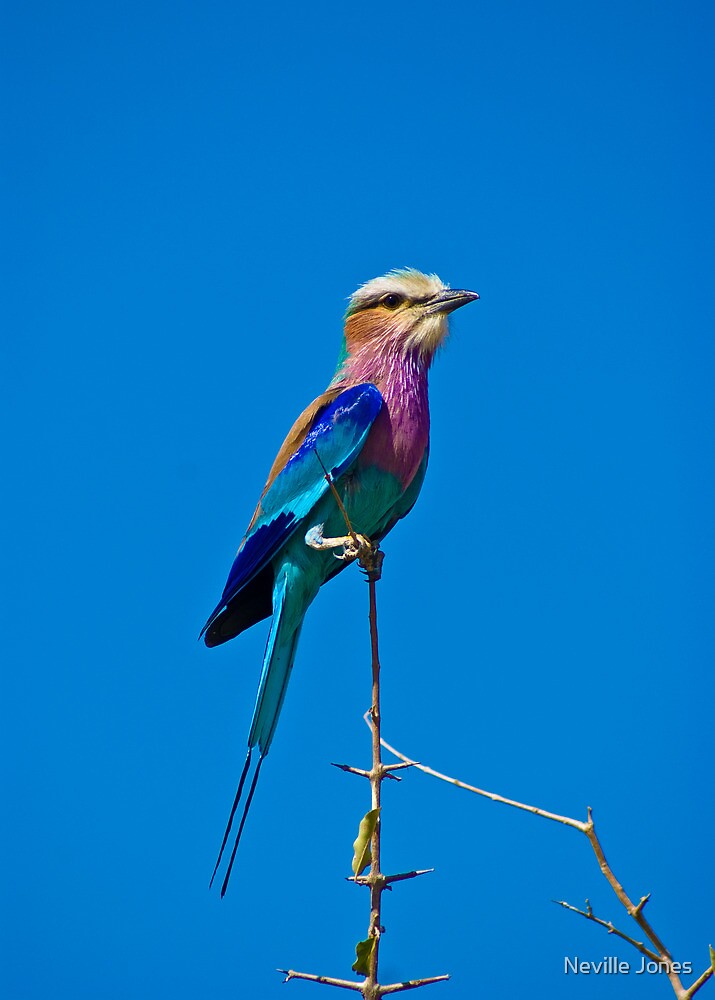 "Lilac-breasted Roller - National bird of Botswana" by Neville Jones