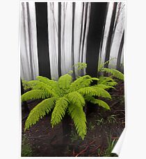 Fog,n Fern. Dicksonia Antarctica. Poster