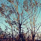#tree #wood #nature #landscape #outdoors #season #leaf #snow #tallest #sky #weather #cold #horizontal #colorimage #nopeople #branchplantpart #plantbark #day #naturalparkland #publicpark #ruralscene by znamenski