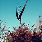 #plant #grassfamily #nature #tree #landscape #outdoors #wood #leaf #sky #horizontal #colorimage #branchplantpart #nopeople #day #lightnaturalphenomenon #colors #sun #sunny #nonurbanscene by znamenski