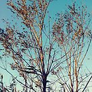 #tree #wood #nature #landscape #outdoors #season #leaf #snow #tallest #sky #weather #cold #horizontal #colorimage #nopeople #branchplantpart #plantbark #day #naturalparkland #publicpark #ruralscene by znamenski