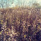 #landscape #nature #tree #season #outdoors #leaf #wood #flower #environment #field #sky #agriculture #horizontal #colorimage #plant #nopeople #autumn #day #ruralscene #scenicsnature #nonurbanscene by znamenski