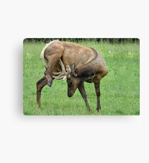 Hal, Stop Scratching Yourself In Public! Canvas Print