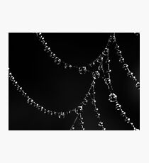 Detail of a spiderweb Photographic Print