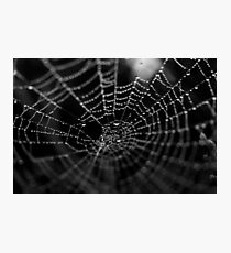 Spiderweb Photographic Print