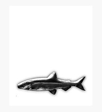 fish Photographic Print