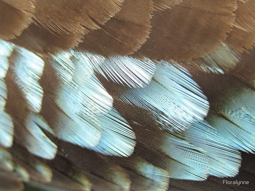 feather snap art