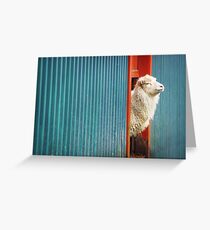 A Sheep Named DJ Greeting Card