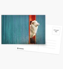 A Sheep Named DJ Postkarten