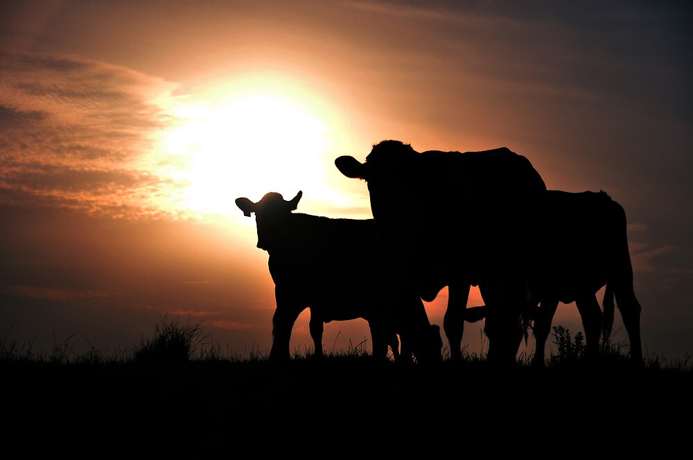 “Cow Silhouette” by Justin Showell | Redbubble