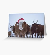 A Mooey Christmas Greeting Card